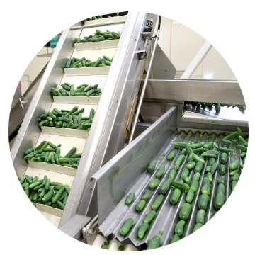 Systèmes de réception des fruits avec bacs de lavage et convoyeurs