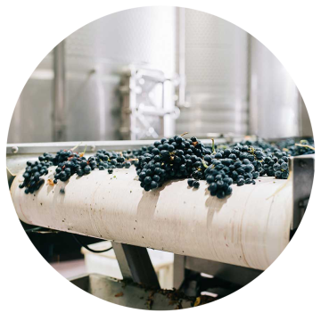 🍇 Tavoli di Selezione Uva Professionali per Cantine